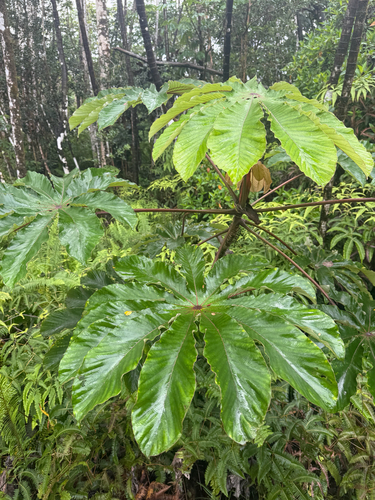 Cecropia obtusifolia observed 2026-10-18