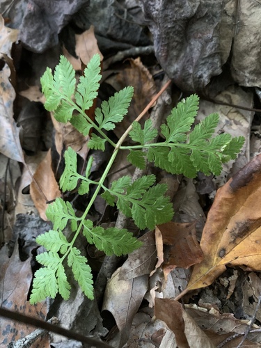 Botrypus virginianus observed 2026-10-18