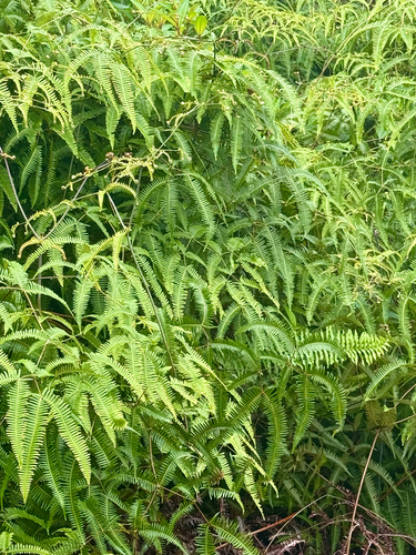 Dicranopteris linearis, 2026-10-18