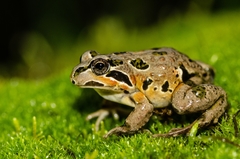 Chile Four-Eyed Frog photo 2