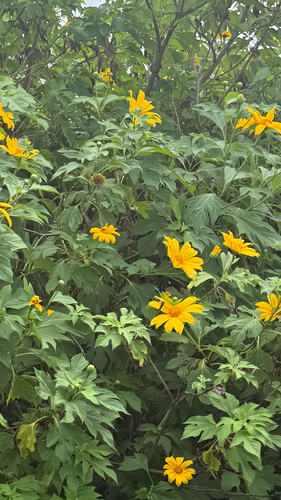 Tithonia diversifolia observed 2026-10-18