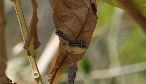 Prinia familiaris observed 2026-10-10