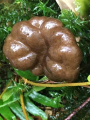 Discinaceae