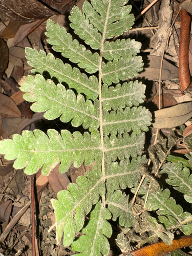 Christella parasitica observed 2026-10-18