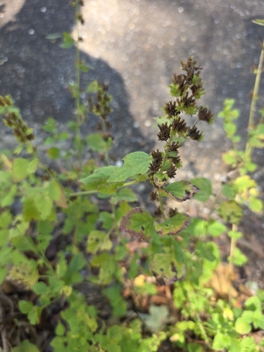 Cantinoa mutabilis observed 2026-10-18