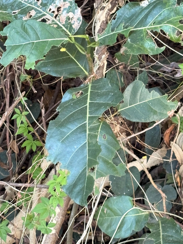 Ficus septica observed 2026-10-18