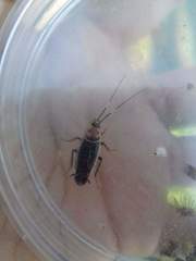 Pseudomops interceptus