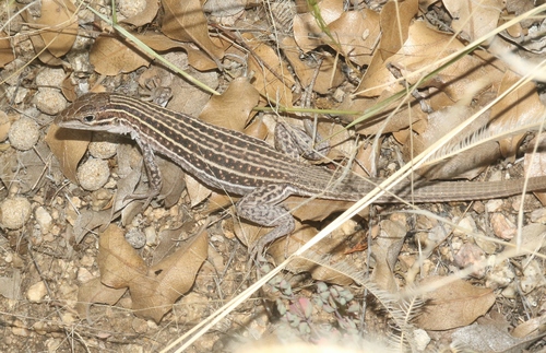 Chihuahuan Spotted Whiptail