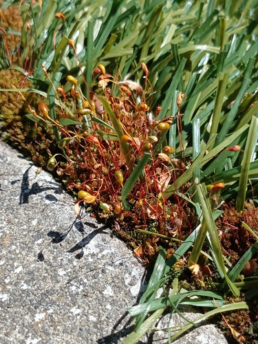Funaria hygrometrica observed 2026-10-19