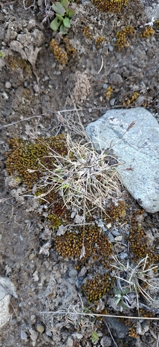 Poa maniototo, 2026-10-19