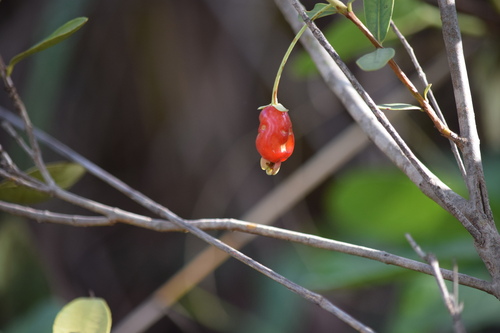 Eugenia involucrata observed 2026-10-18
