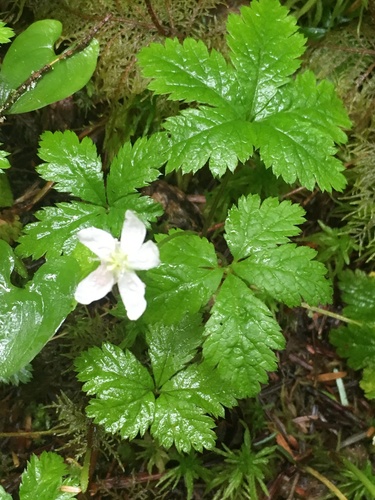 Five-leaf Dwarf Bramble