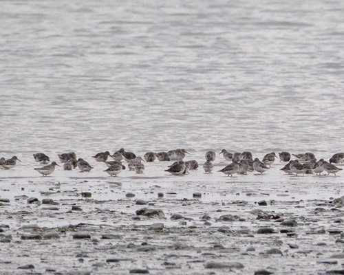 Calidris ptilocnemis observed 2026-10-18