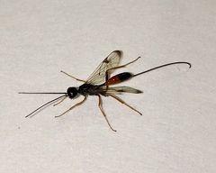 Aulacidae