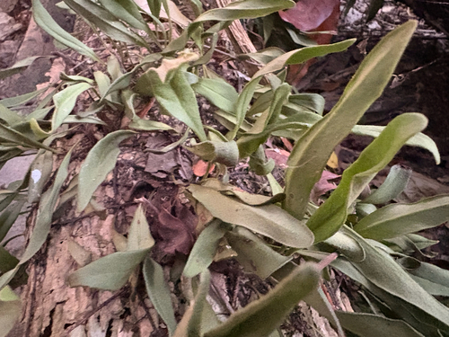 Pyrrosia lanceolata observed 2026-10-17