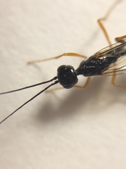 Aulacidae
