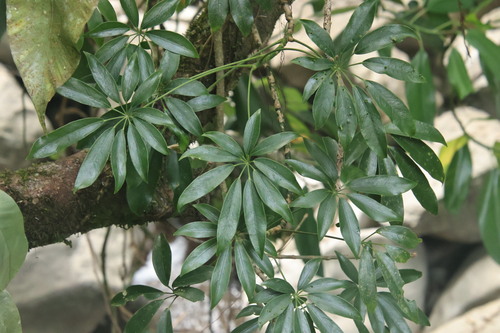 Heptapleurum arboricola observed 2026-10-18