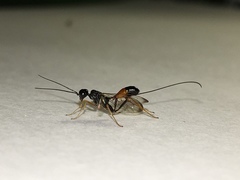 Aulacidae
