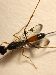 Aulacidae
