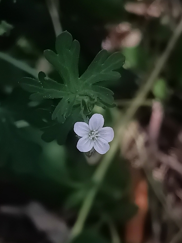 Geranium potentilloides observed 2026-10-19