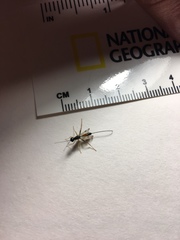 Aulacidae