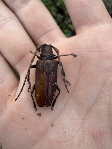 Anoplophora malasiaca, 2026-10-19