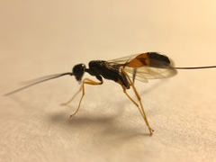 Aulacidae