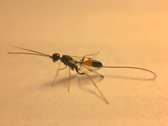 Aulacidae