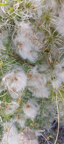 Clematis microphylla observed 2026-10-19
