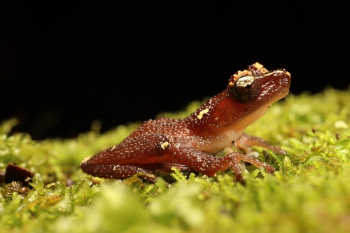 Nyctixalus pictus observed 2026-10-12