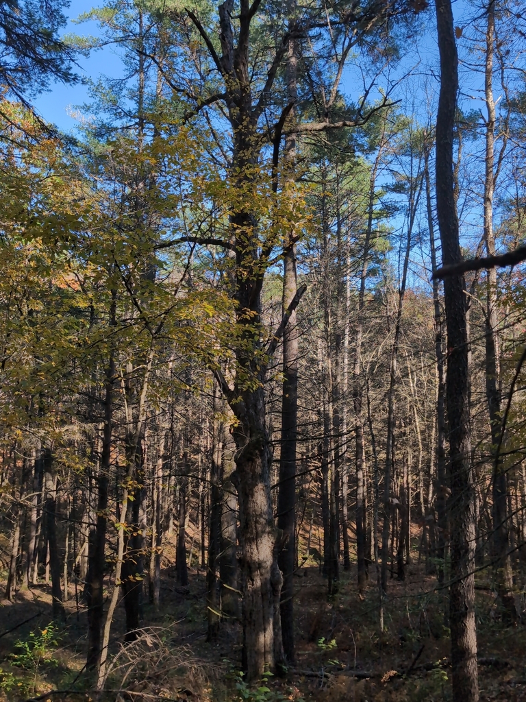 A photograph from Oct 18, 2026 near Harvard Forest, where the observer’s point is approximate.