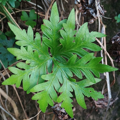 Pteris, 2026-10-18
