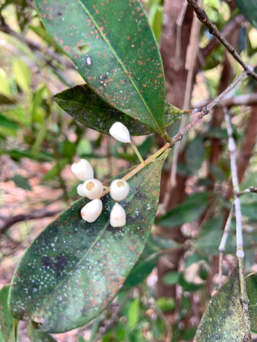 Syzygium incarnatum observed 2026-09-23