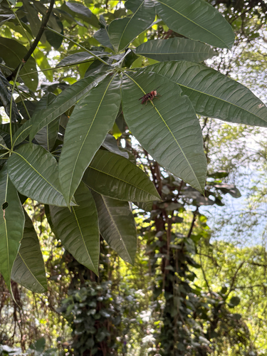 Ficus virgata observed 2026-10-03