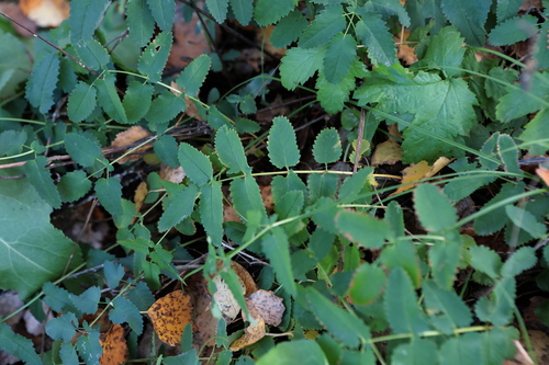Sanguisorba officinalis observed 2026-10-18