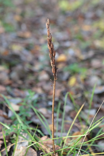 Platanthera bifolia, 2026-10-18