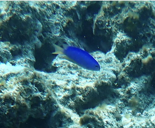 Pomacentrus coelestis observed 2026-10-15