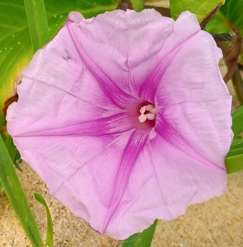 Ipomoea pes-caprae observed 2026-10-18