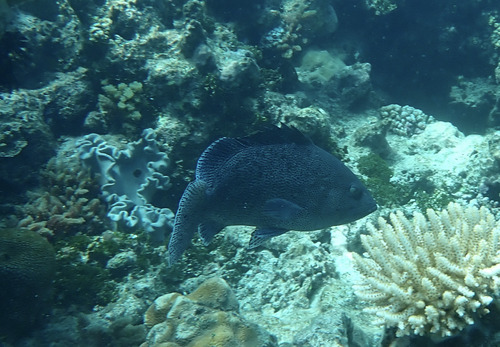 Epinephelus cyanopodus observed 2026-10-15