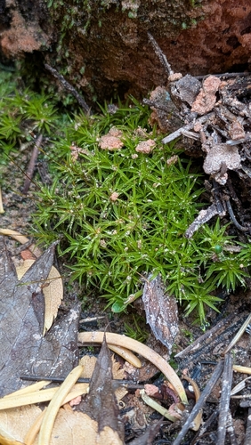 Timmia megapolitana, 2026-10-18