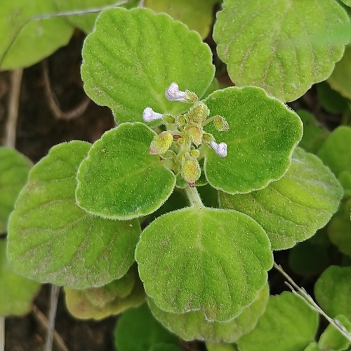 Coleus, 2026-10-18
