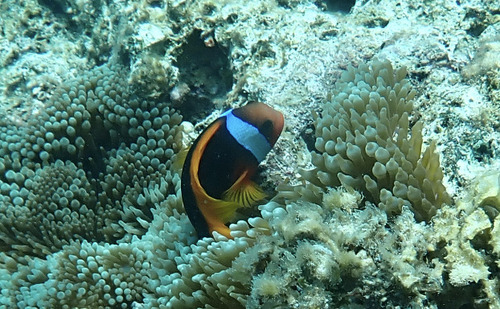 Amphiprion melanopus observed 2026-10-15
