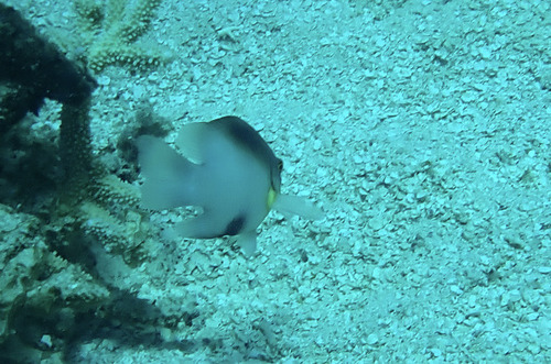 Dischistodus melanotus observed 2026-10-15