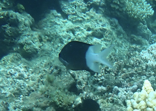 Acanthochromis polyacanthus observed 2026-10-15