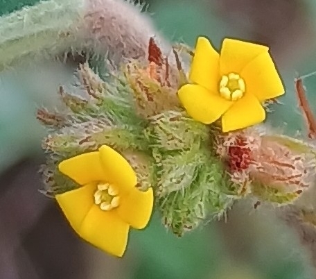 Waltheria indica observed 2026-10-18