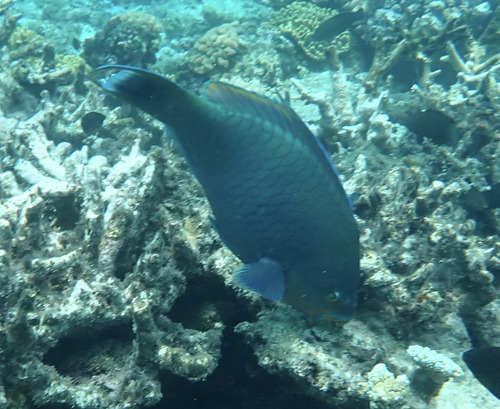 Scarus altipinnis observed 2026-10-15