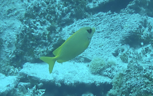 Siganus corallinus observed 2026-10-15