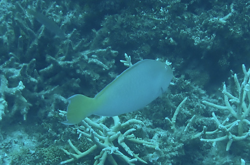 Hipposcarus longiceps observed 2026-10-15