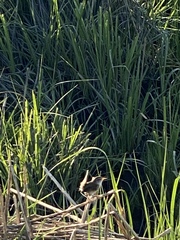 Cistothorus palustris