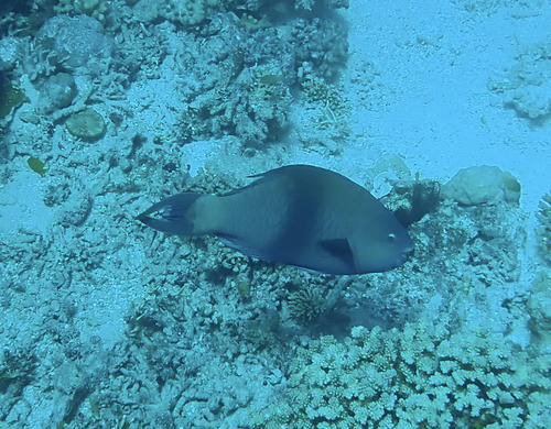 Scarus altipinnis observed 2026-10-15